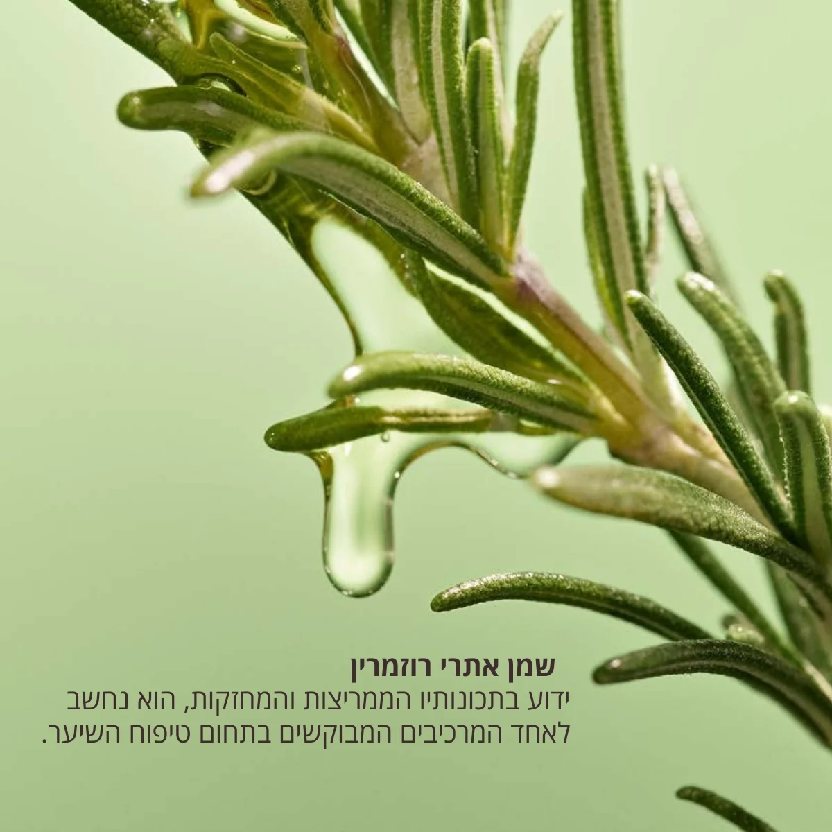 תמונה ממוזערת 10