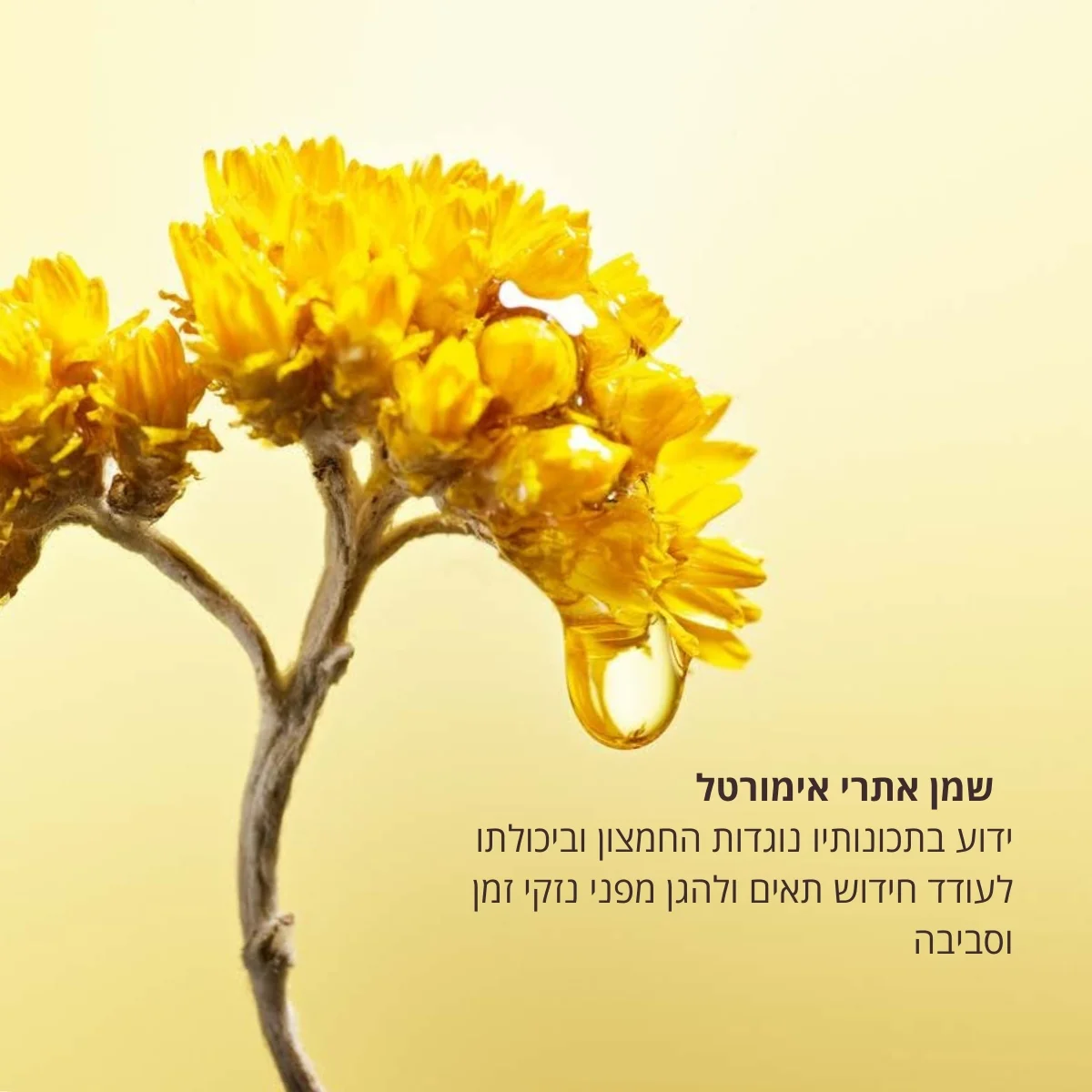 תמונה ממוזערת 4