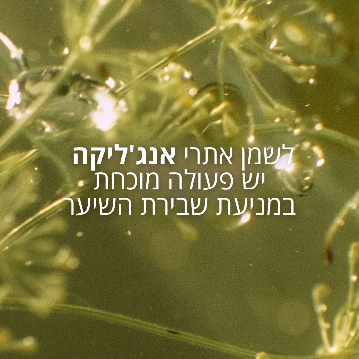תמונה ממוזערת 4