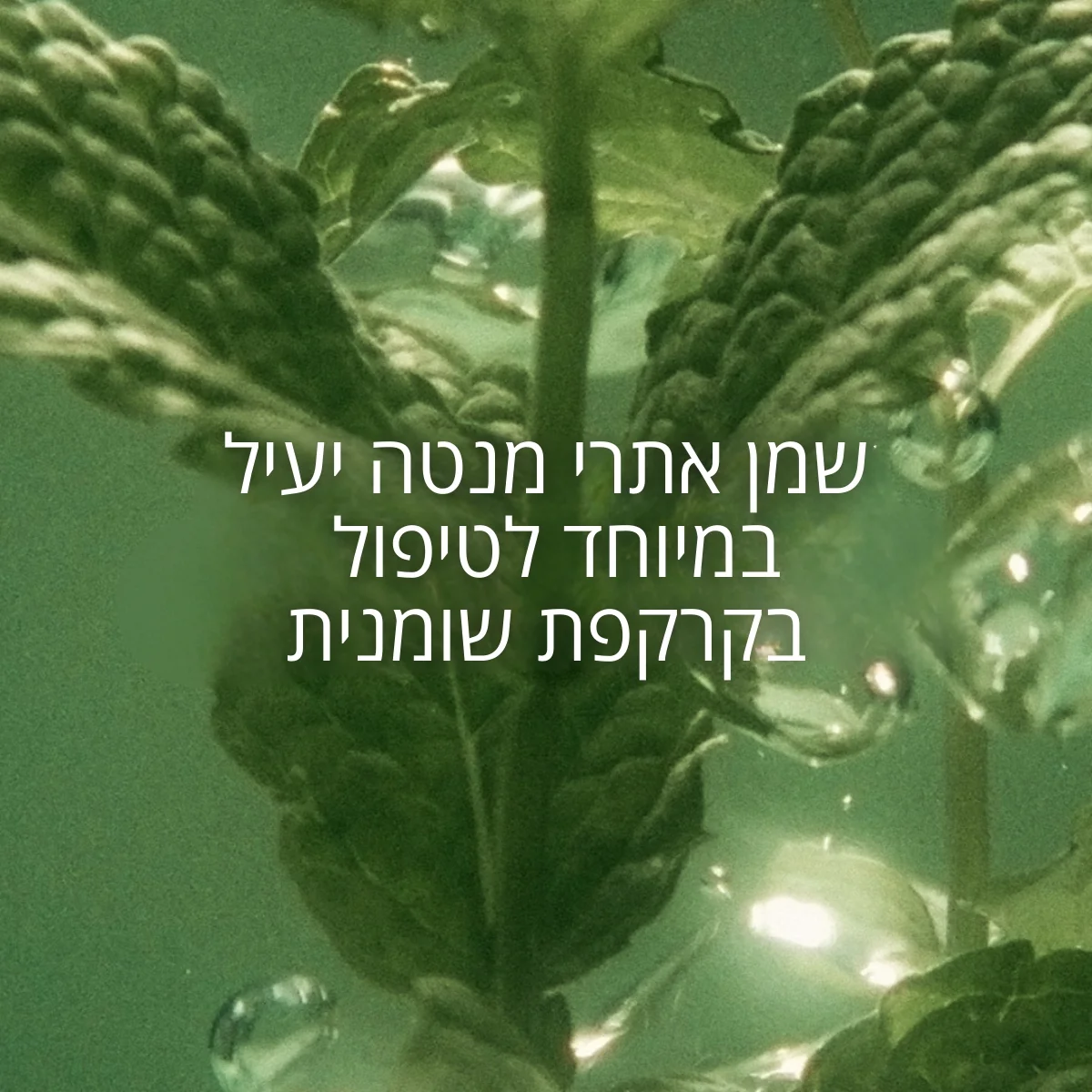 תמונה ממוזערת 2