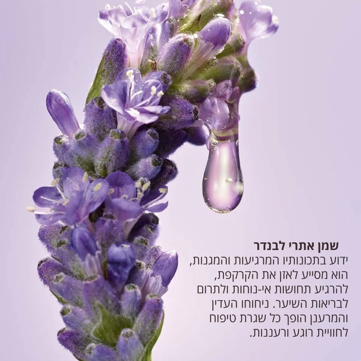 תמונה ממוזערת 2