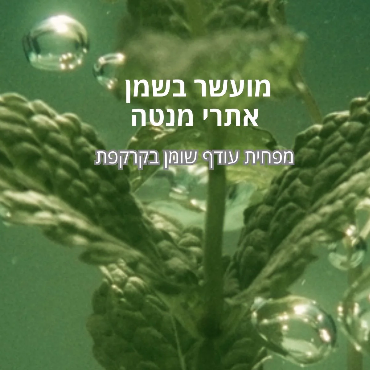 תמונה ממוזערת 2