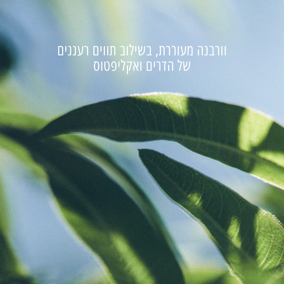 תמונה ממוזערת 2