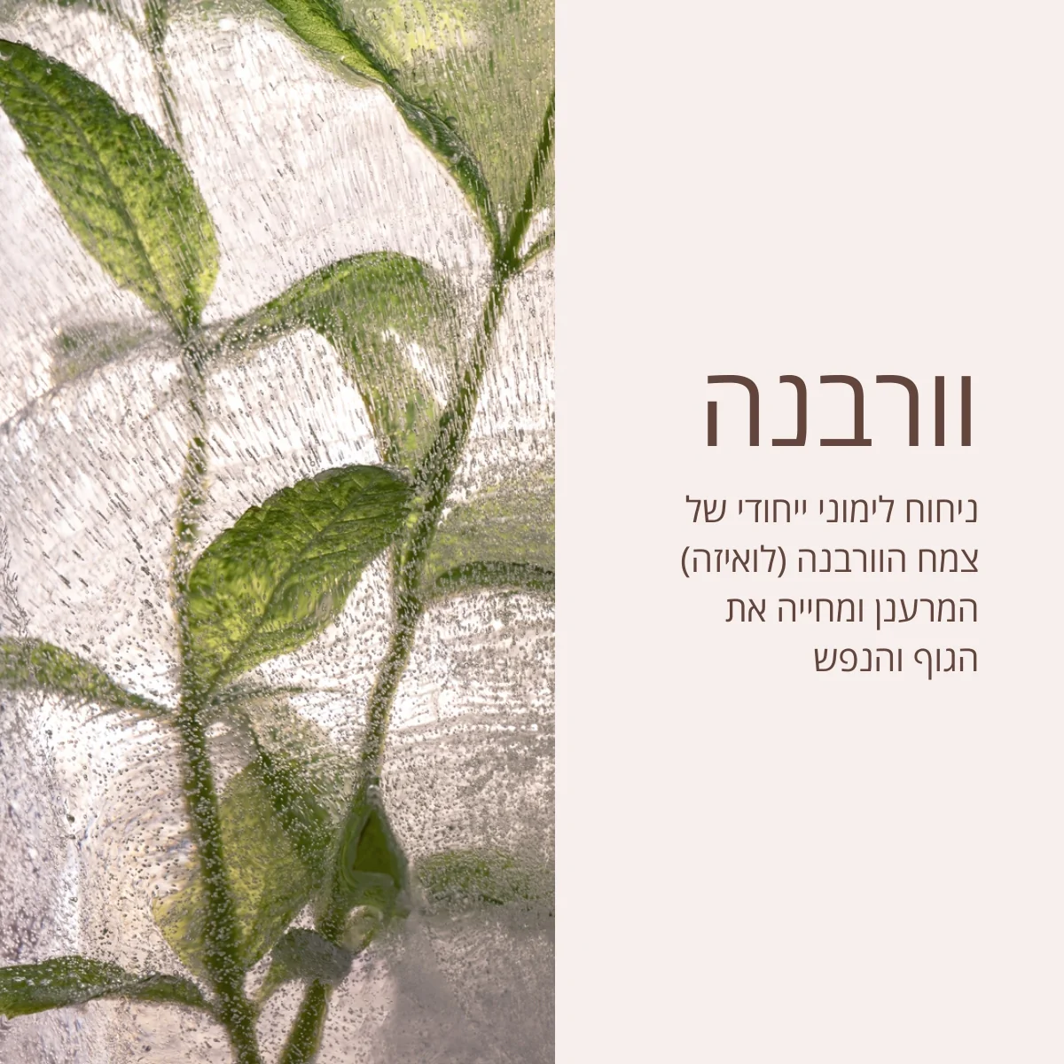 תמונה ממוזערת 4